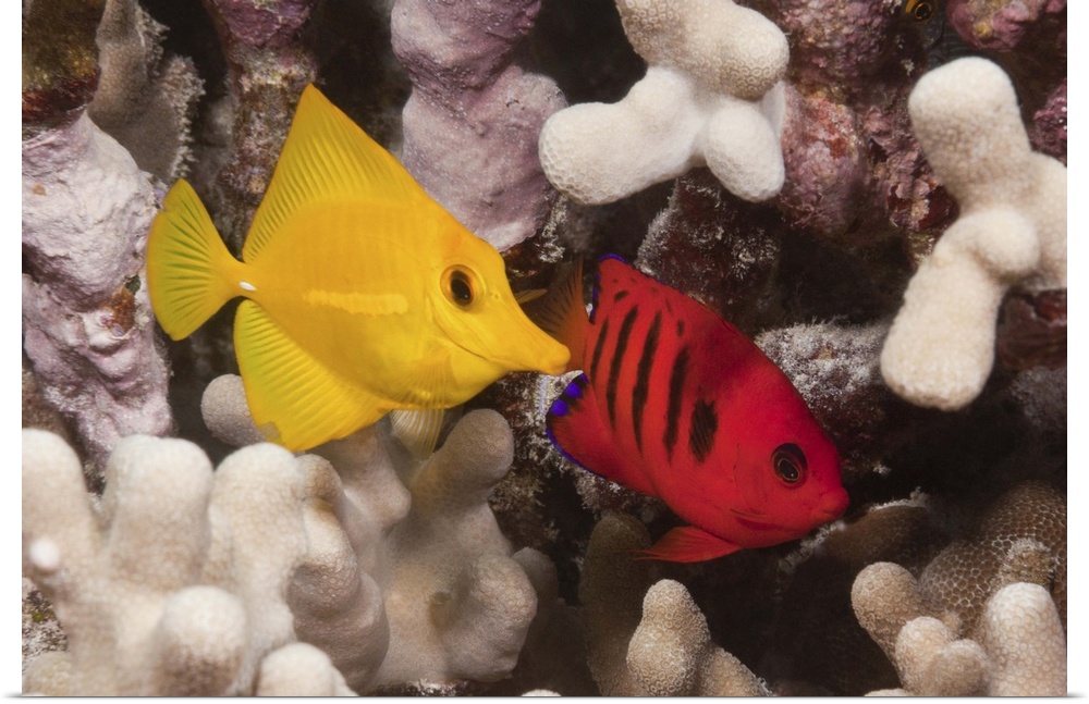 Underwater life; FISH: A Yellow Tang (Zebrasoma flavescens) and a Flame Angelfish (Centropyge loricula) on a tropical cora...