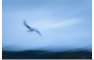 Abstract Image Of Seagull Flying Towards The Sea