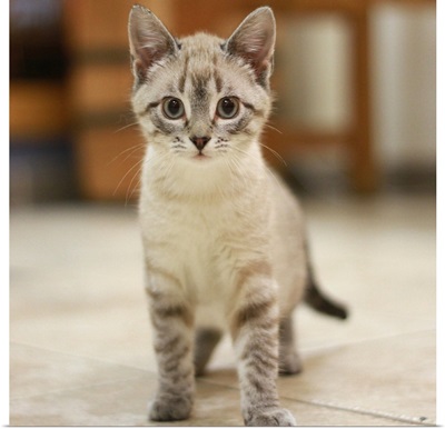 Adoption kitten