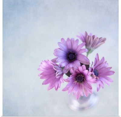 African daisies or Osteoperumum flowers in glass vase.