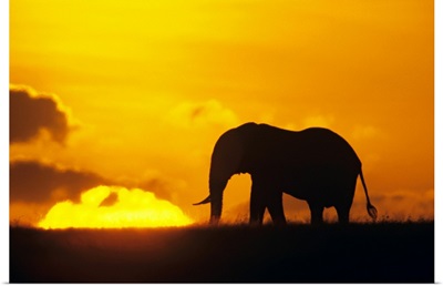 African elephant (Loxodonta africana) silhouetted at dawn, Kenya, Africa