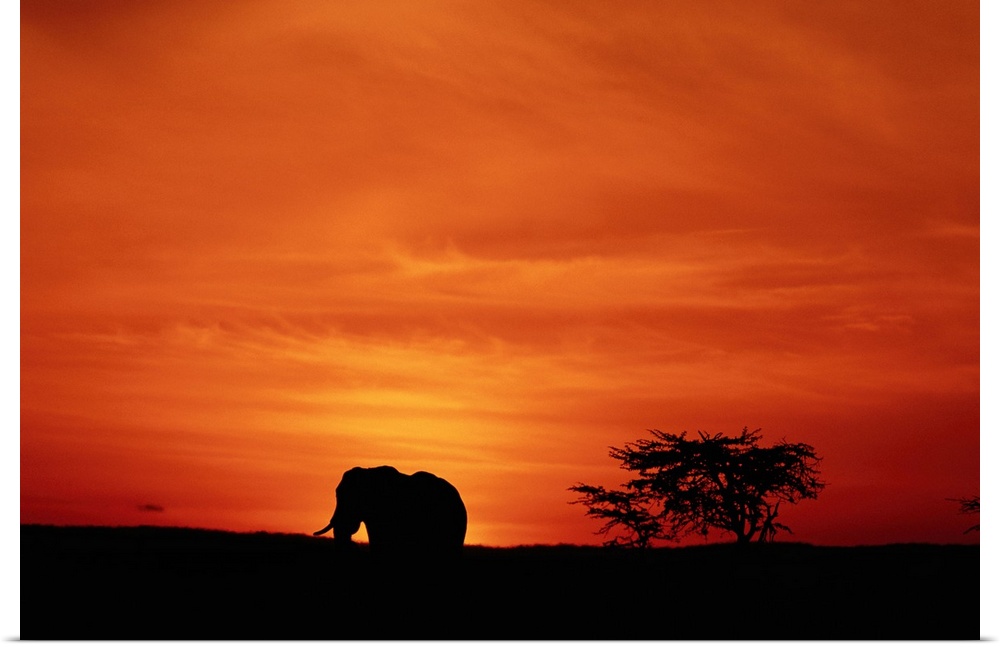 Large landscape photograph of the silhouette of an African elephant (Loxodonta africana) walking along the terrain, beneat...