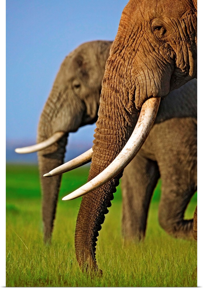 Two African elephant bulls at Amboseli National Park.