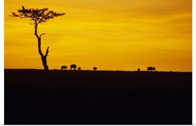 African elephants silhouetted at dawn, Kenya, Africa