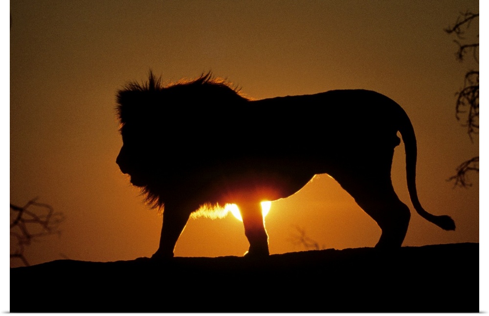 Photograph of large wildcat's silhouette with sun peering from behind its body at dusk.
