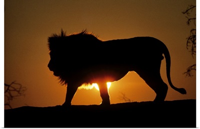 African lion (Panthera leo) against sunset, Africa