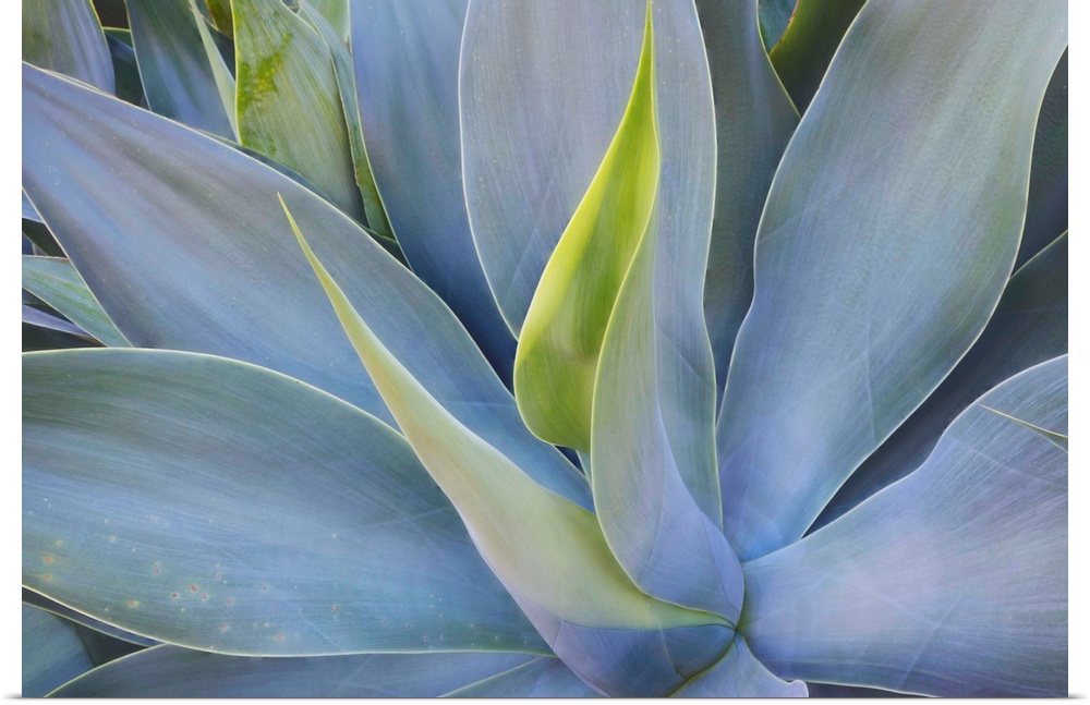 USA;Hawaii;Maui;Agave Plants on the Island of Maui