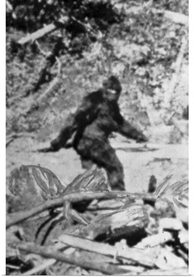 Alleged Photo Of Bigfoot