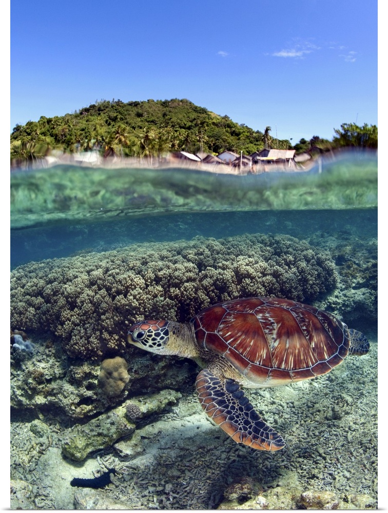 Sea turtle swim near the Apo island. Philippines.