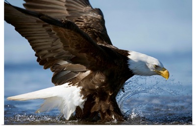 American Bald Eagle Fishing