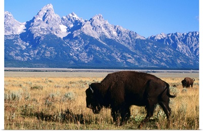 American bison on Antelope Flats, with Teton Range beyond