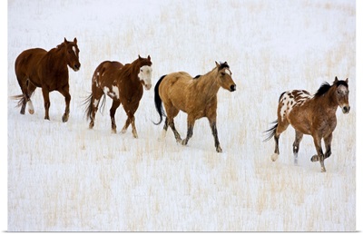 American Quarter Horses In Winter