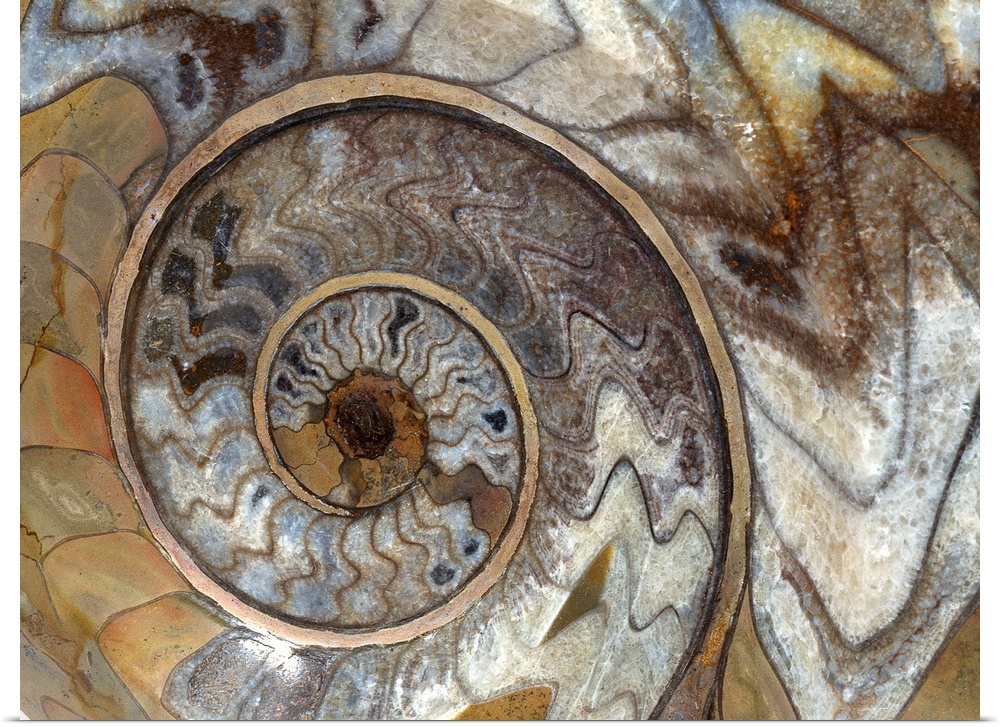 Large artwork showing a close up view of a swirl that can be found on a shelled type fossil.