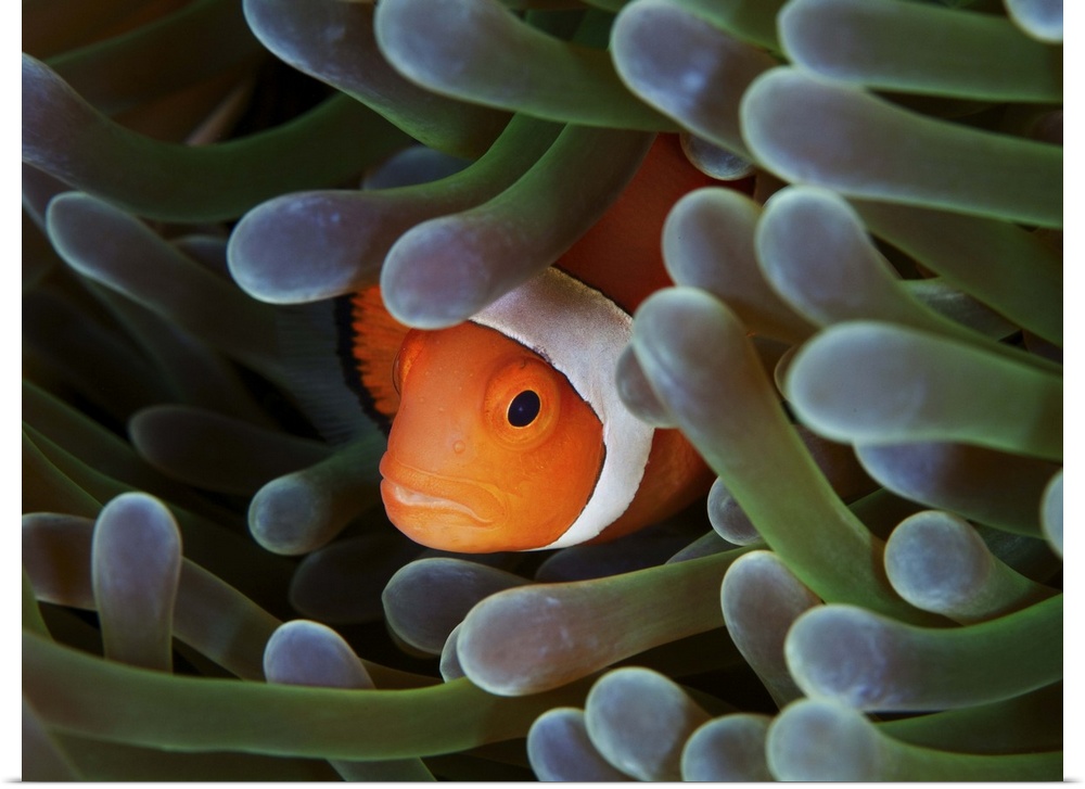 Amphiprion ocellaris - False clown anemonfish (Western clownfish).