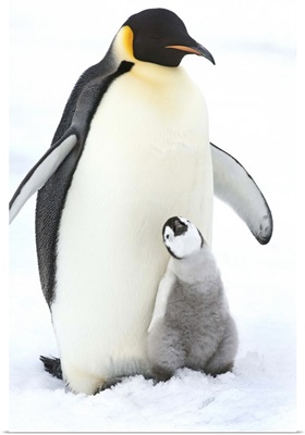 An adult Emperor penguin with a small chick nuzzling up, and looking upwards