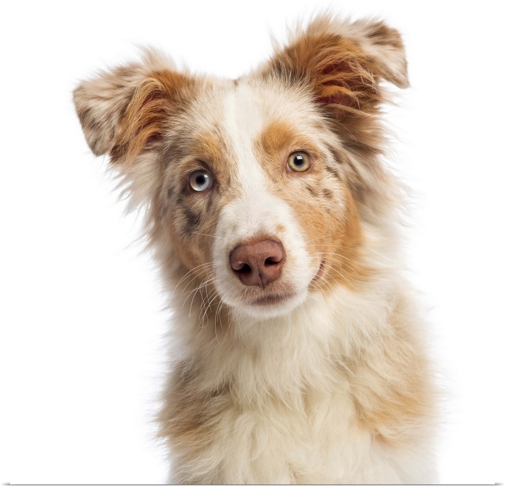 Close-up of an Australian Shepherd (5 months old) looking at the camera