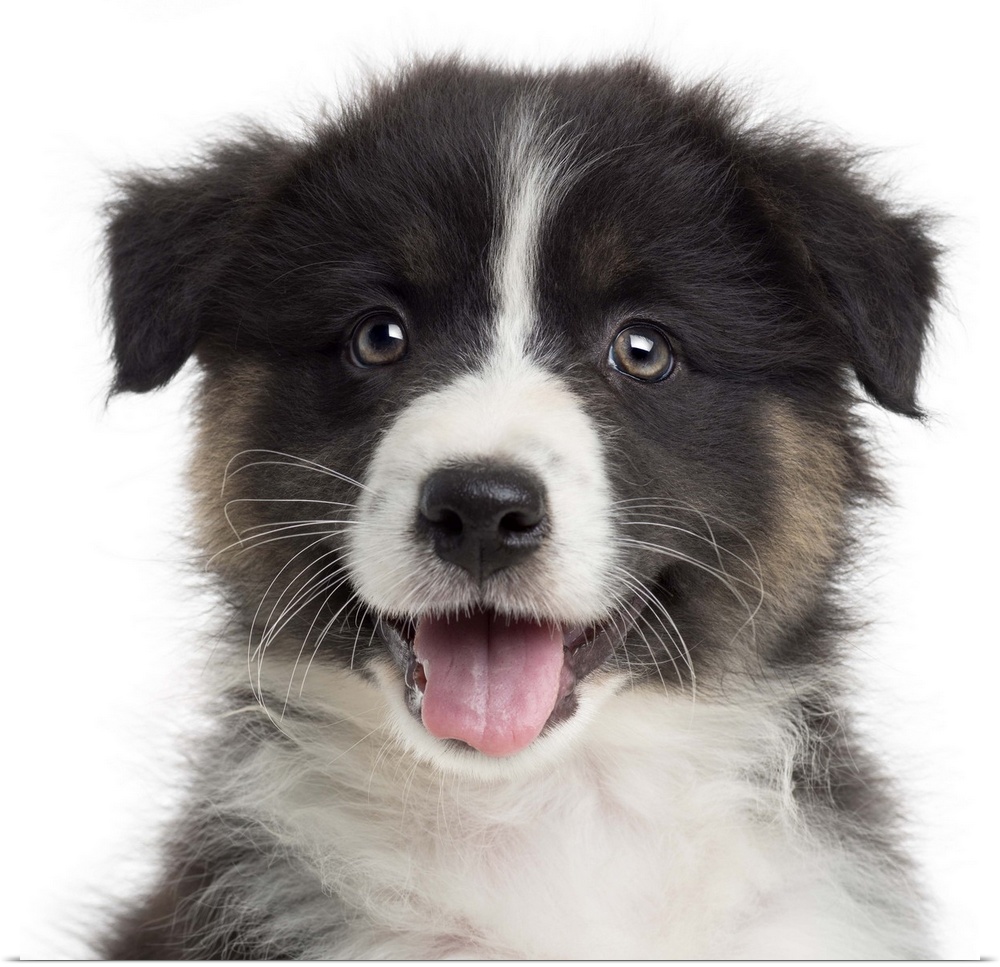 Close-up of an Australian Shepherd puppy (8 weeks old) looking at the camera