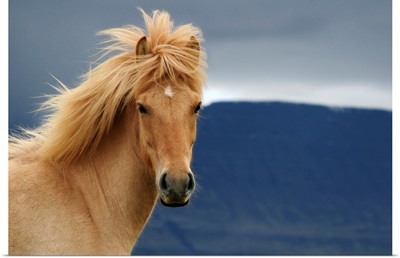An icelandic Horse waiting for the rain to come watching the dark skies.