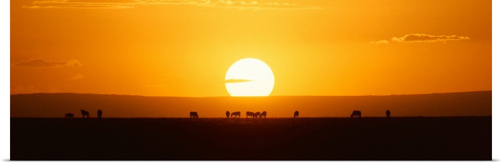 Animal caravan at sunset