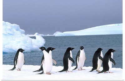 Antarctica, Colony Of Adelie Penguins