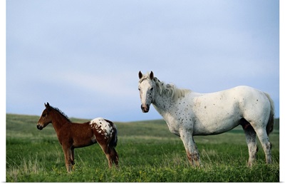 Appaloosa mare and colt standing in pasture
