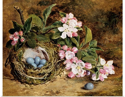 Apple Blossom And A Bird'S Nest By H. Barnard Grey