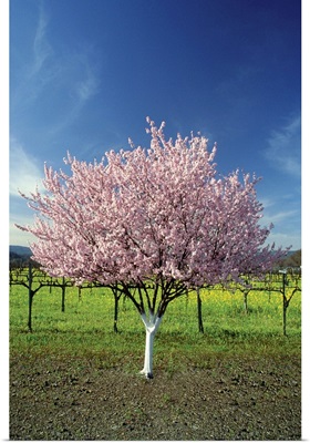 Apple tree in a field, Napa Valley, California, USA