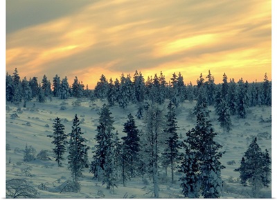 Arctic at twilight, providing golden backdrop to frozen landscape, Finland.