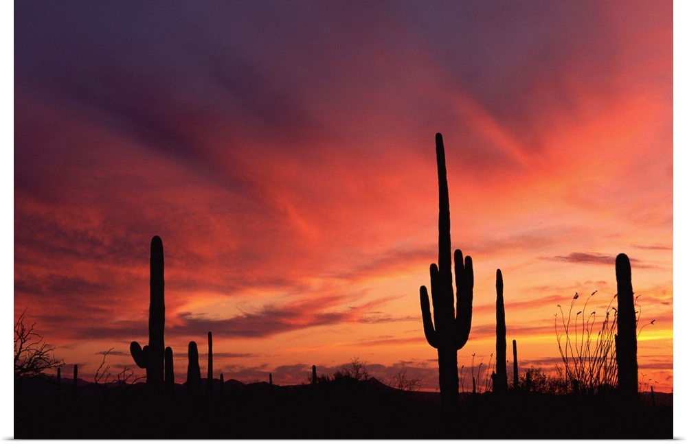 Arizona sunset over saguaro cacti