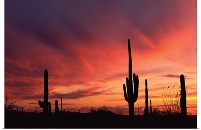 Arizona sunset over saguaro cacti