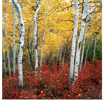 Aspen In Autumn At Uinta National Forest