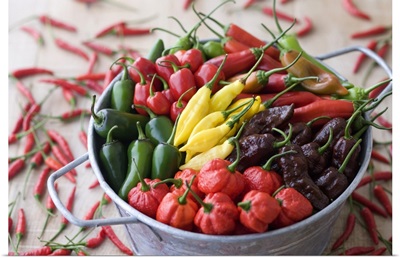 Assorted Multicolored Chili Pepper in Bucket