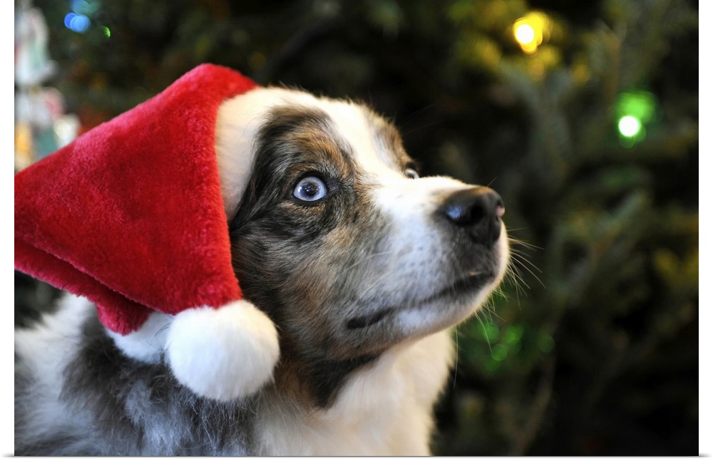 Australian Shepherd dog Aussie in Santa Hat for Christmas