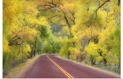 Autumn canopy of trees arching over road in Zion National Park.