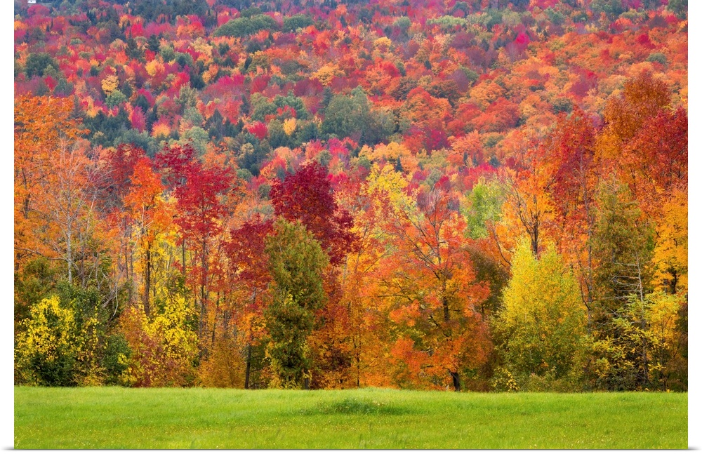 Autumn Foliage In Vermont