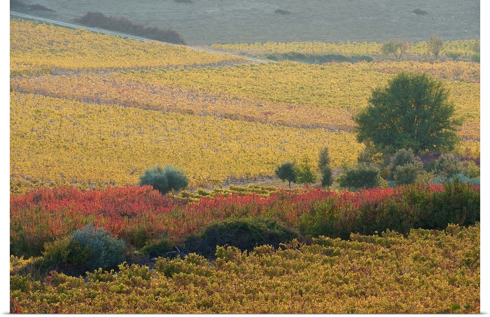 Autumn landscape, Provence France