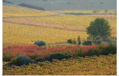 Autumn landscape, Provence, France