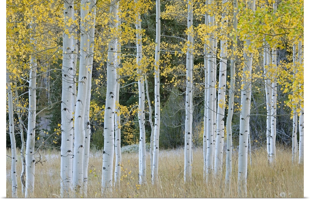 Huge photograph shows a scattered group of aspen trees sitting within an open field of grass.  Towards the background of t...