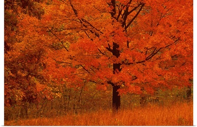 Autumn tree with red foliage