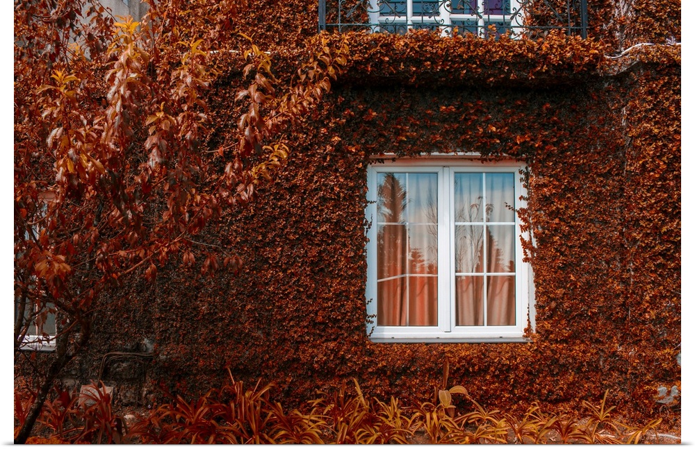 Autumnal background. House with red dry leaves wall coating.