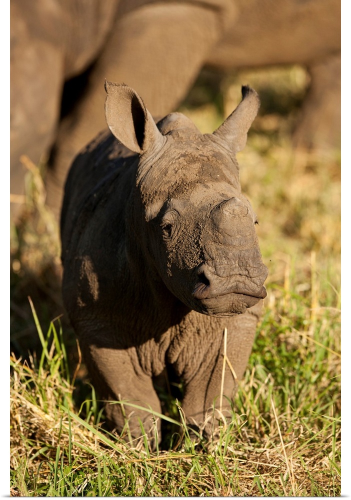 South Africa, Sabi Sands Game Reserve, Portrait of baby Black Rhinoceros (Diceros bicornis) standing near mother at sunset...