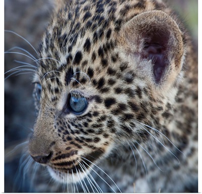 Baby Blue Eyed Leopard Masai Mara, Kenya Africa