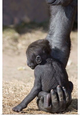 Baby Gorilla Sitting On Mother'S Hand