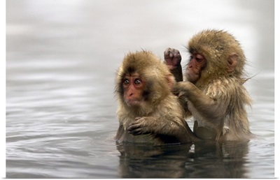 Baby snow monkeys in Jigokudani monkey park, Nagano prefecture, Japan.