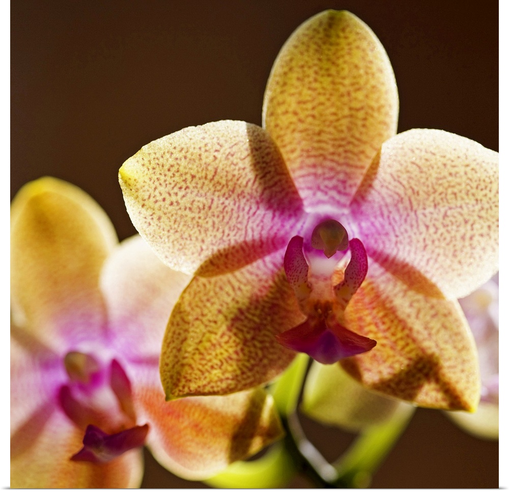 Backlit orchids