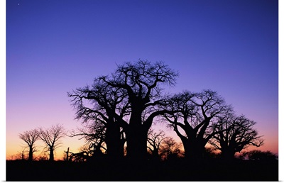 Baines Boabab Tree Silhouettes