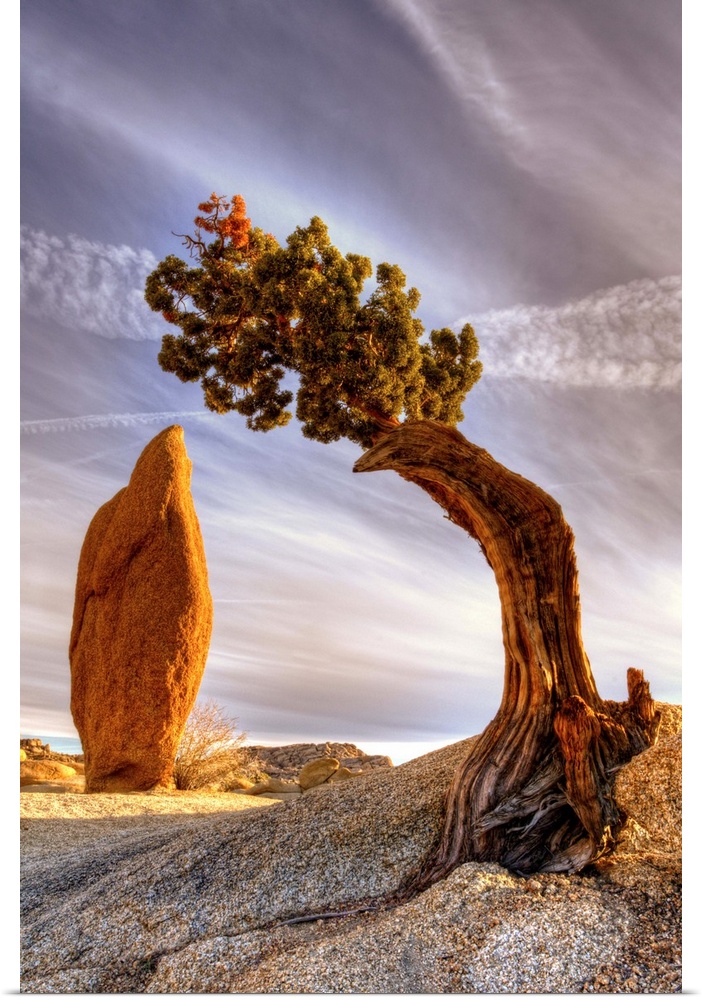Interesting slender rock and rigged juniper tree. It located in Jumbo Rocks campground in Joshua Tree National Park.