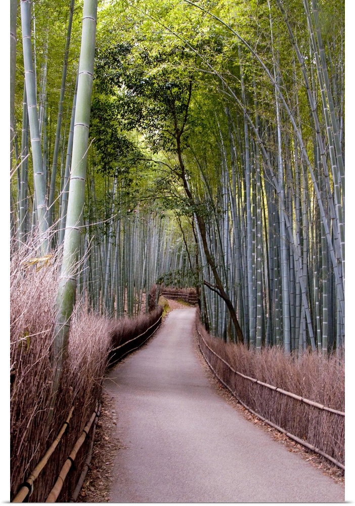 Bamboo grove in Arashiyama, Kyoto,Japan.