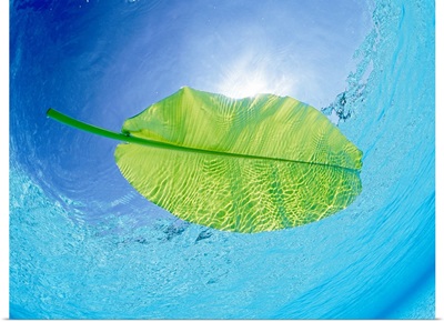 Banana leaf floating on the sea