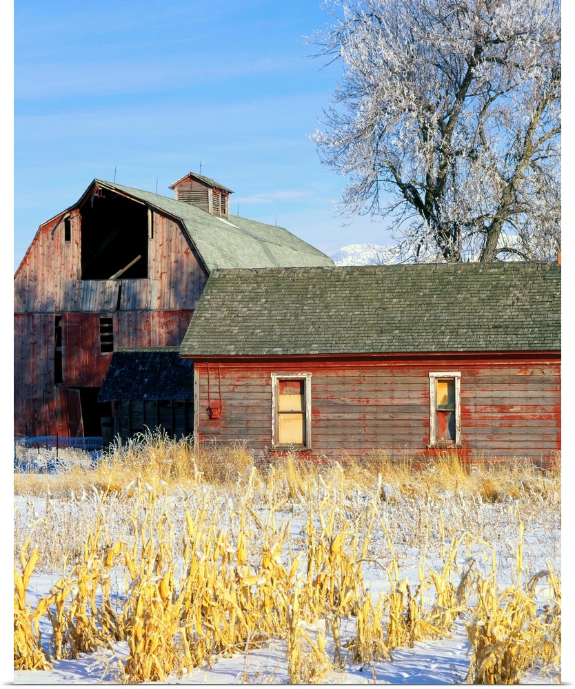 A winter farmyard scene near Trenton, Utah.